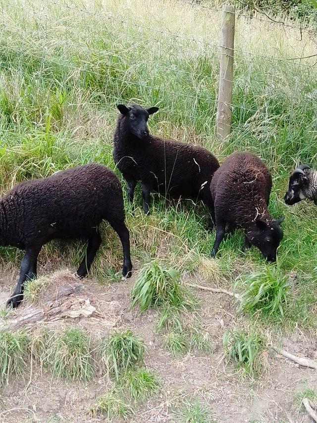 Preview of the first image of Twiglet, Biscuit and Bourbon, 3 sweet shetland sheep.