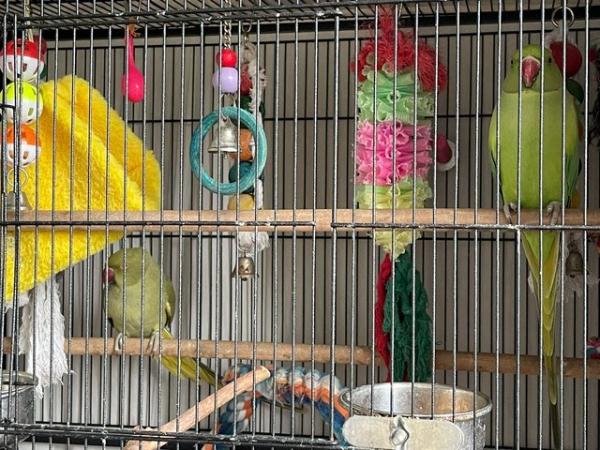 Image 4 of Two Stunning Indian Ring-necked Parrots Green 2YO with Cage
