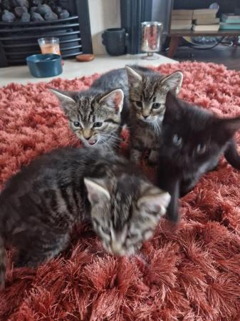Image 9 of Ready to leave Stunning Silver Tabby kittens 2 left