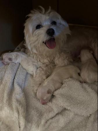 Image 10 of ?? Adorable Maltese Puppies for Sale! ??
