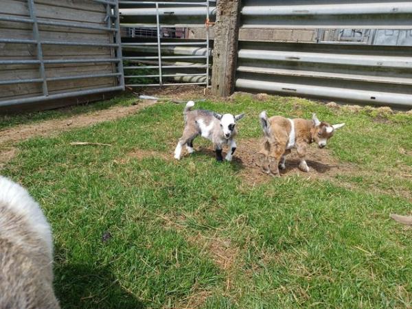 Image 2 of Beautiful pygmy goat nannie for sale.