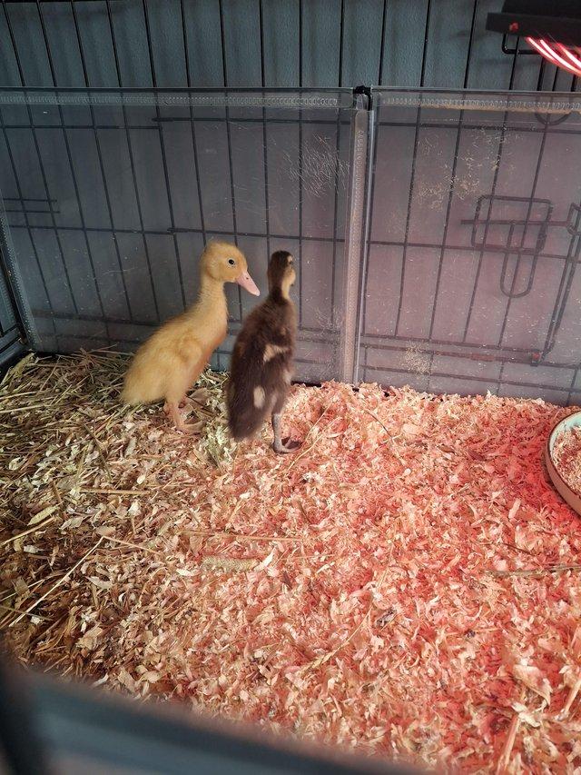 2 ducks for sale £20 xxx — Pets & Animals in Chelmsford