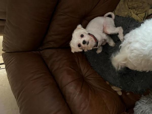 Image 9 of 3 Beautiful Maltese Puppies for sale