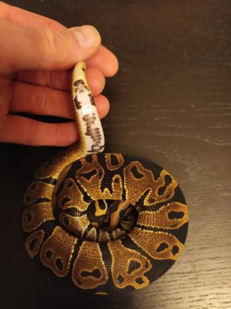 Image 4 of hatchling ball python 66% het pied 66% het vpi axanthic male