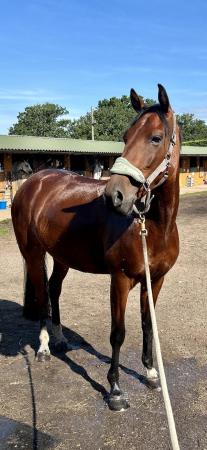 Image 1 of Rising 6 year old TB x gelding looking for 5* forever home