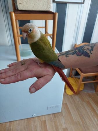 Image 3 of gorgeous pineapple conure