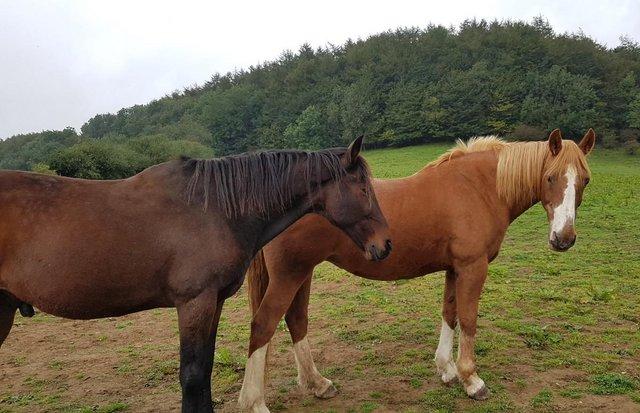 Image 2 of Pair of 15.1 - 15.3hh companions for rehoming together