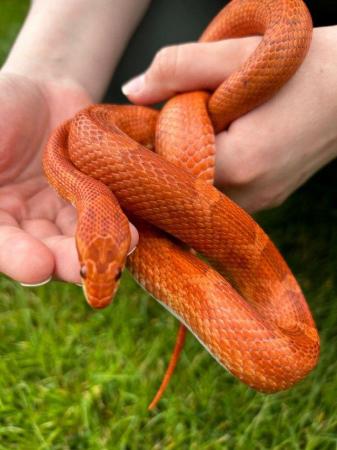 Image 5 of Male CB21 Blood / Diffused cornsnake