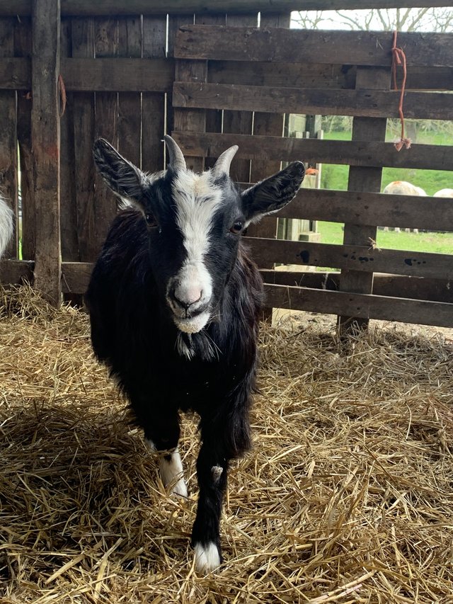 Preview of the first image of Pygmy goat nanny 18 month old.