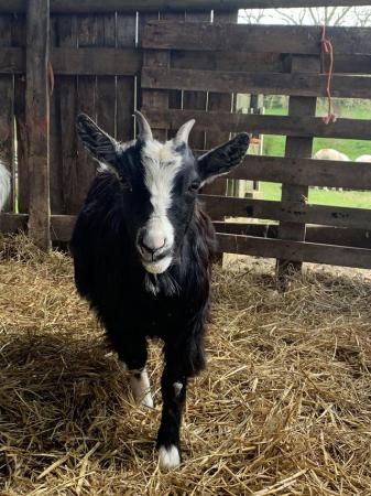 Image 1 of Pygmy goat nanny 18 month old