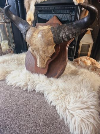 Image 2 of Mounted Cape Buffalo Skull & Horns on Oak Plaque