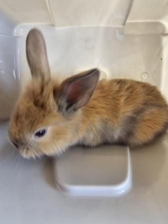 Image 5 of Lion head baby bunnies adorable and handled regularly