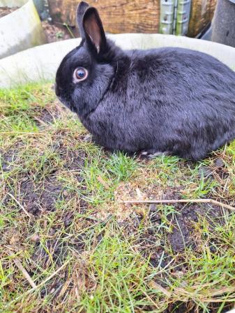 Image 8 of Young Netherland dwarf buck for sale £30