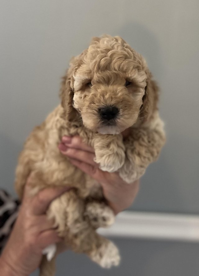 Preview of the first image of 2 hansom f1b cockapoo puppys 1 left.
