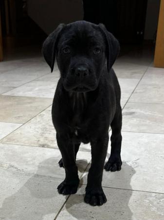 Image 15 of Cane corso x Rottweiler puppies