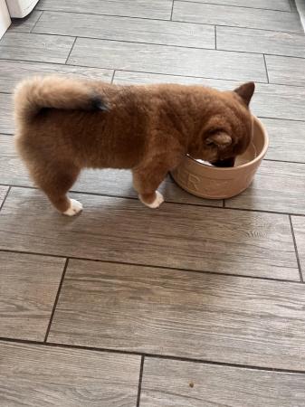 Image 3 of Shiba Inu X puppy for sale