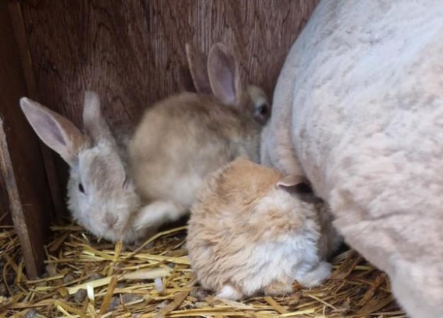 Image 10 of Bunnies looking for loving forever homes