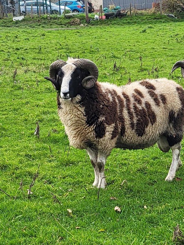 Preview of the first image of Pedigree Registered Rams for sale.