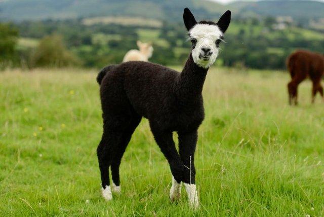 Image 6 of Beautiful Quality Alpacas for Sale