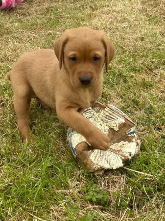 Image 9 of Stunning litter of KC Reg Fox Red Labs Ready Now