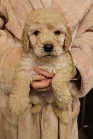 Image 12 of Cockapoo puppies for sale blonde and red