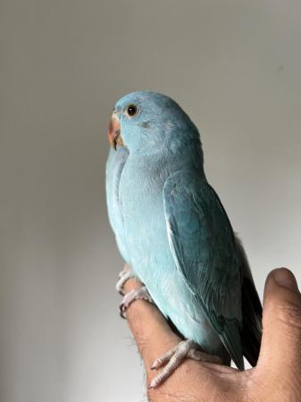 Image 7 of Handreared Silly Tame Baby Blue Ringneck Parrots