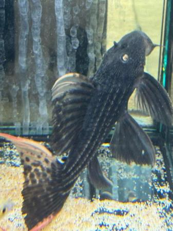 Image 5 of L25 Pleco unsexed Rare to see in the hobby.