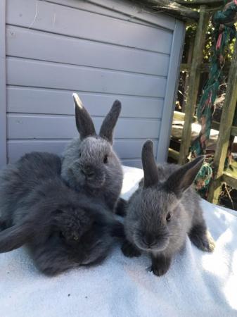 Image 7 of 8 week old mini lop babies ready now