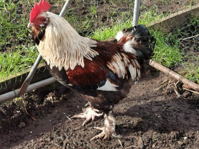 Preview of the first image of Salmon Faverolle Cockerel's, from 3 to 9 months old.
