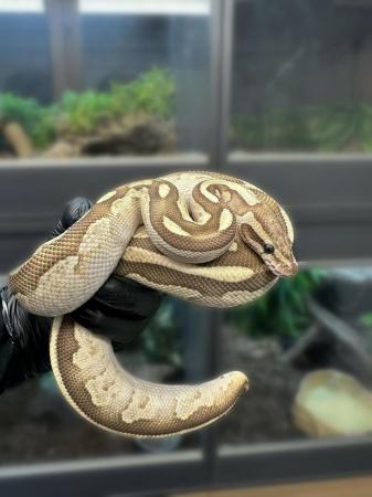 Image 1 of 2022 Male Lesser het Red Axanthic Royal Python