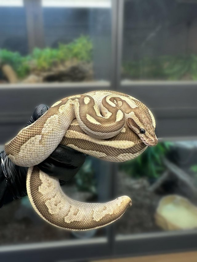 Preview of the first image of 2022 Male Lesser het Red Axanthic Royal Python.