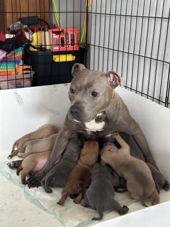 Image 3 of Staffordshire bullterrier pups ready to leave today