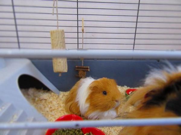 Image 13 of 2 male long haired guinea pigs looking for a new home