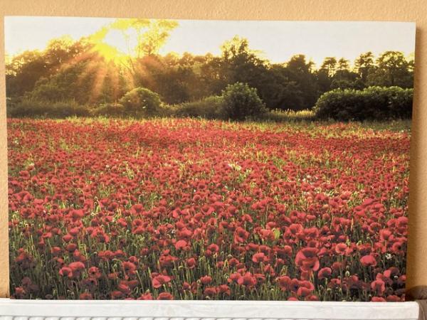 Image 1 of Large picture  of poppies with the sunrise or sunset
