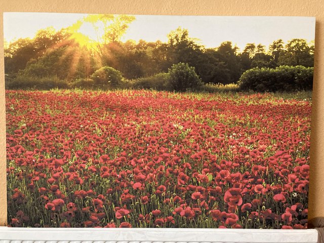 Preview of the first image of Large picture  of poppies with the sunrise or sunset.