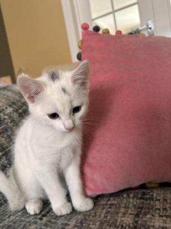Image 16 of British Short-Hair kitten - White (RARE PINK COLOURED FEATUR