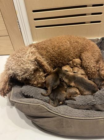 Image 2 of 2 gorgeous cockapoo puppies for sale