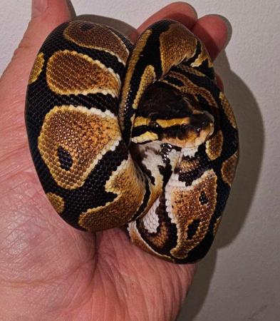 Image 7 of Cb22 & Cb23 Royal Pythons For Sale Males and Female