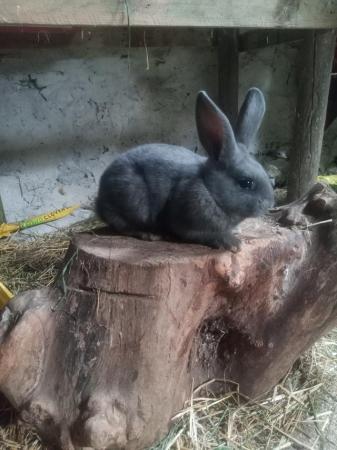 Image 3 of Continental Male Rabbit for Sale