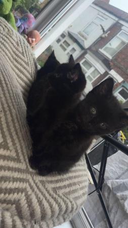 Image 5 of 11 week old all black long furred kittens