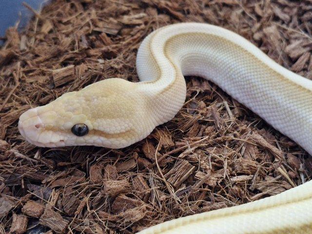 Preview of the first image of Banana Butter Genetic Stripe male royal python.