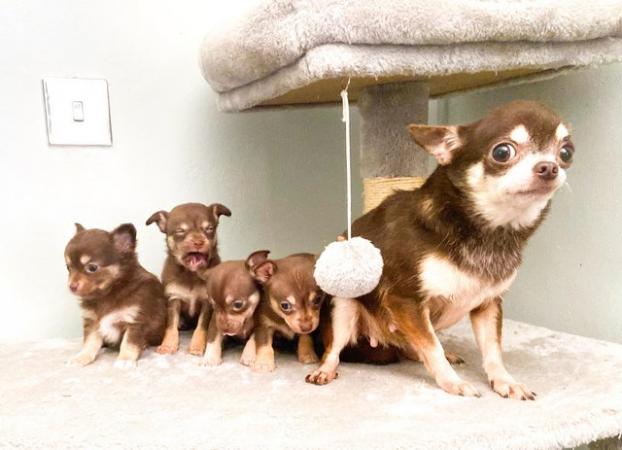 Image 2 of Kennel Club Registered Chihuahua Puppies