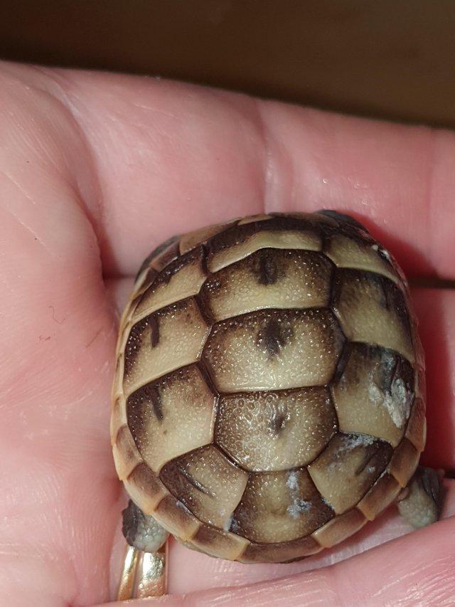 Preview of the first image of Tortoise hatchlings available.
