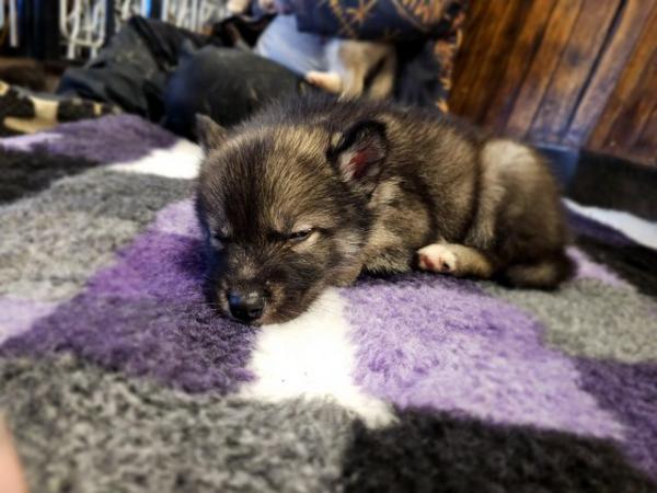 Image 4 of 7 week old Husky x Malamute puppies available 19/3/24