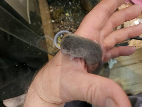 Image 5 of Baby African dormice for sale..
