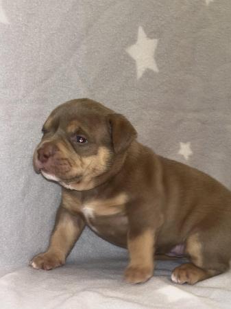 Image 10 of Pocket bully puppies for sale abkc registered