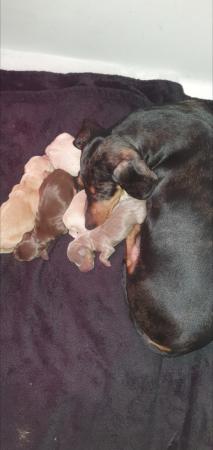 Image 6 of Here we have the beautiful litter of dachshunds