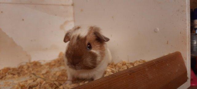 Image 4 of Young Guinea Pigs AvailableFor Sale