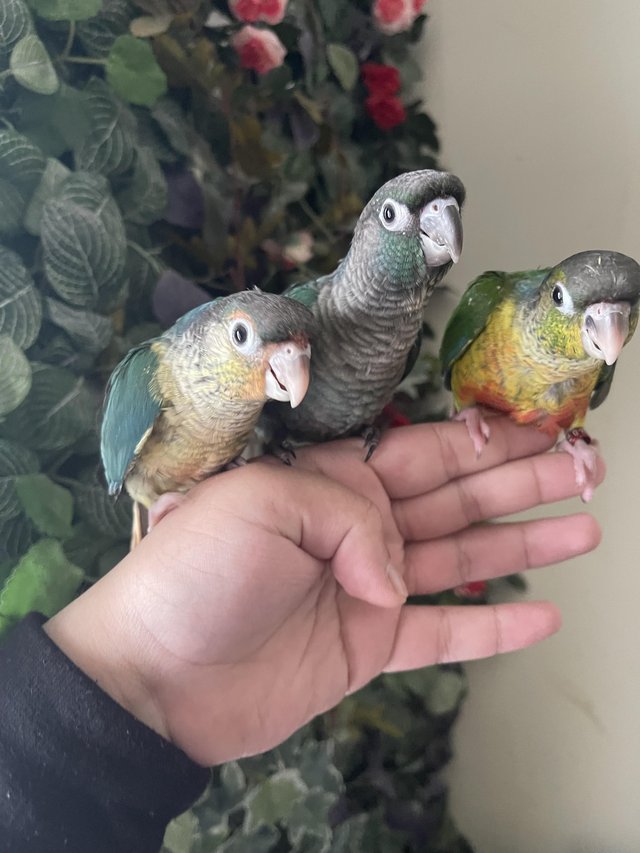 Preview of the first image of Super Cuddly Tame Baby Conures Ready Now!!.