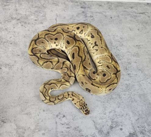 Image 4 of Ball Pythons for sale read description
